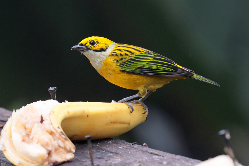 Silver-throated Tanager